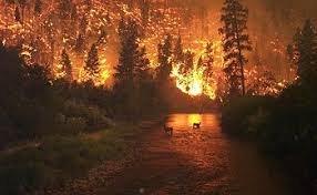 Check spelling or type a new query. Feu De Foret Wikipedia
