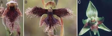 Calochilus Robertsonii Wild Type And Two Peloric Forms Found In Nature Download Scientific Diagram