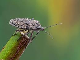 The only bug fix has been said airplane mode exploit. 8 Bugs You Want To See On Your Tomato Plants Tomato Bible