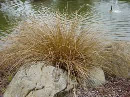 Image result for Carex conferta