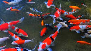 Kualitas air adalah faktor utama kalau kita bicara tentang bagaimana cara memelihara ikan koi, lha namanya juga ikan, hidupnya di air, jadi ya faktor utama penunjang kehidupannya ya memang air. Kolam Ikan Koi Besar Yang Cantik Dan Sederhana Youtube