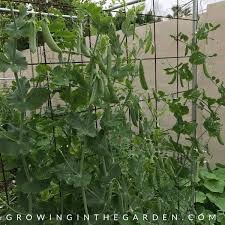 The pods are not edible, but the peas are delicious. Peas Planting Growing And Harvesting Peas Growing In The Garden