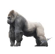 We did not find results for: Gorilla Giving Finger Gifs Tenor