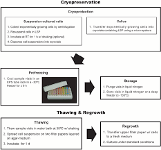 Maybe you would like to learn more about one of these? A Schematic Diagram Of The Simple Protocol Used For Cryopreservation Of Download Scientific Diagram