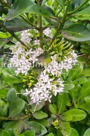 Image result for Pavetta