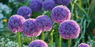 When to plant bulbs for summer. Your Guide To Summer Bulbs 15 Types Where To Buy When To Sow