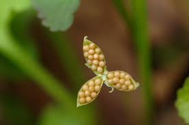 Image result for Violaceae