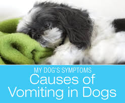 Vomiting is often profuse and will contain gastric acid and occasionally, blood. Causes Of Vomiting In Dogs Why Is My Dog Throwing Up