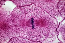 Almost immediately after the metaphase chromosomes are aligned at the metaphase plate, the two halves of each chromosome are pulled apart by the spindle apparatus and migrate to the opposite spindle poles. Late Metaphase Of Mitosis Lm Stock Image P673 0074 Science Photo Library