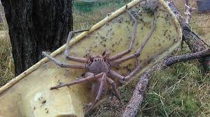 Maybe you would like to learn more about one of these? Mammoth But Gentle Huntsman Spider Looks Too Big To Even Be Real