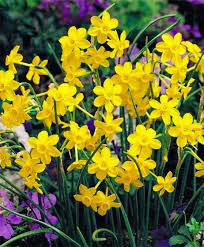 Baby Moon Zones 4 To 9 It May Be Only 6 To 12 Inches Tall But Don T Overlook Baby Moon The One Or Two Flowers On E Daffodil Bulbs Daffodils Perennial Bulbs