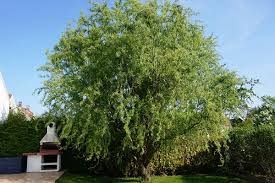 Sowohl in kleinen als auch in großen gärten kommen die aparten diesen artikel. Ratgeber So Bleibt Der Garten In Form Baume Im Garten Richtig Handhaben Diybook At