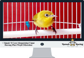 List download lagu suara burung flamboyan betina memanggil jantan (08:39 min), last update jul 2021. Simak 8 Cara Mengetahui Umur Burung Pleci Wajib Diketahui