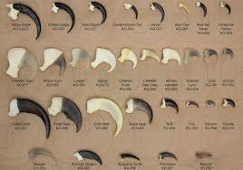 Claw Sizes Of 25 Different Predators Sorry No Banana Harpy Eagle Eagle Claw Apex Predator