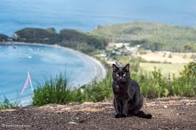 Our veterinary behaviorist shares some reasons behind this common behavior. My Cat Follows Me Almost Everywhere The Other Day We Spent Some Time At This Awesome Lookout Blackcats