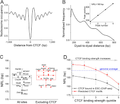 Ctcf Dependent Chromatin Boundaries Formed By Asymmetric