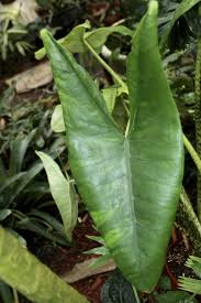 Www.exoticrainforest.com/alocasia%20zebrina%20pc.html join our flickr plant project. Tropicals Forum Alocasia Tigrina Zebrina At Home Depot Garden Org