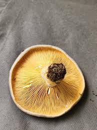 Image result for Lactarius mutabilis