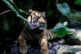 Is there an error in the design or is this basically what interfaces. Fauna Of Indonesia Wikipedia