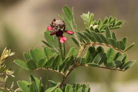 Image result for Indigofera lyallii