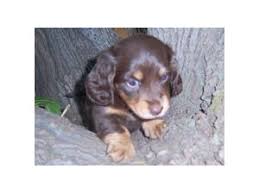 Get a boxer, husky, german shepherd, pug, and more on kijiji, canada's #1 local classifieds. Dachshund Puppies In Arizona