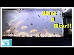 Cloudy Water In A Fish Tank And What To Do About It Youtube