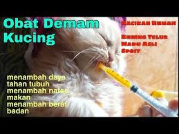 Cara ampuh menghilangkan kutu kucing 6. Cara Mengobati Kucing Demam Dengan Bahan Yang Ada Dirumah Youtube