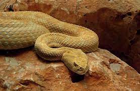 Serpiente De Cascabel By Turkill On Deviantart Snake Animals Rattlesnake