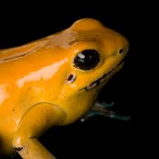 Golden Poison Frog National Geographic