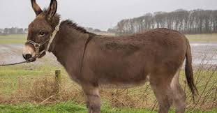 Corum Da Esek Saldirisi Kadini Ve Cocugu Hastanelik Etti Corum Da Basi Bos Esegin Saldirisina Ugrayan Bir Kadinla 13 Corum Yaylahaber In 2020 Horses Corum Animals