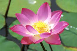National Identity Elements National Flower Know India National Portal Of India