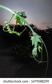 Image result for Lagenaria sphaerica