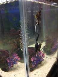 Some fish lay sticky eggs that attach to plants and other surfaces, and some scatter in the tank. Looks Like My Angel Fish Laid Eggs What Should I Do Aquariums