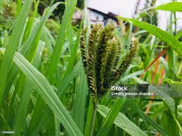 Image result for Eleusine coracana