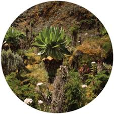 Image result for Dendrosenecio erici-rosenii