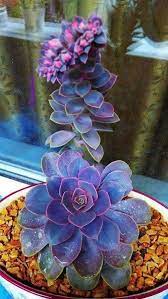 awesome pics おしゃれまとめの人気アイデア pinterest esca laupepa サボテンガーデン プラント 多肉植物