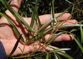 Image result for Searsia lucens