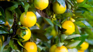 This fruit tree is native to india and sri lanka and found naturally in other south east asian countries. Best Backyard Citrus Burke S Backyard