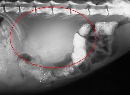 Kidney Disease In Dogs Cats Long Beach Animal Hospital