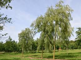 Tristis ), which is a cultivar of the white willow ( s. Trauerweide Salix Alba Tristis Malerisch Schone Hange Weide Gve Garten Von Ehren