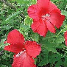 Like most sensational groups of hybridized plants, there is. Lady Baltimore Hardy Hibiscus Seeds 10 Seeds Perennial Flowering Shrub Shrub Seeds Patterer Bush Shrub Seeds