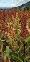 Image result for Sorghum bicolor