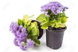 Ageratum Houstonim Nordmeer Flower Video Best Flower Wallpaper