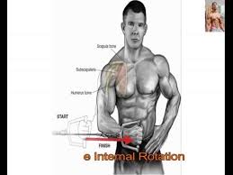 Shoulder Workouts Anatomy 20 Exercises That Building Your