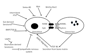 Healthy bone remodeling occurs at many simultaneous sites throughout the body where bone is experiencing growth, mechanical stress, microfractures, or breaks. Molecular Aspects Of Bone Remodeling Intechopen