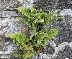 Image result for Asplenium adiantum-nigrum