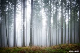 Shop our awesome forest wall murals and removable forest wallpaper for your home, office or business and recreate the unique feeling of walking through the woods! Forest Wall Murals Tree Wallpaper Murale Design