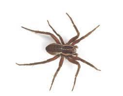 It was truly a saving grace that george from zoifia took my phone call and was even able to come the we are a family owned and operated professional and reliable pest control company based out of north andover, ma. Spiders Pest Control Boston King