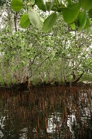 Image result for Sonneratia alba