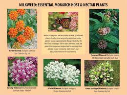 Milkweed Milkweed Milkweed Seeds Wild Ones